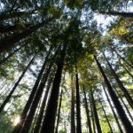 如何安全下载迪士尼彩乐园官网版,畅享游戏乐趣 ixq15i7v